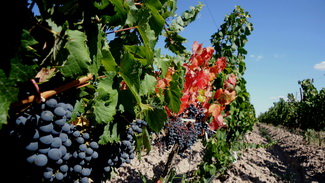 Cesta kolem světa 2015 - Mendoza Cesta kolem světa 2015 - Mendoza