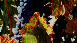 Cesta kolem světa 2015 - Mendoza Cesta kolem světa 2015 - Mendoza