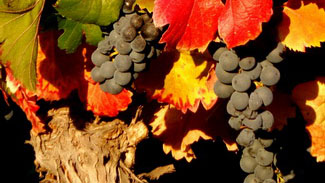 Cesta kolem světa 2015 - Mendoza Cesta kolem světa 2015 - Mendoza