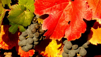 Cesta kolem světa 2015 - Mendoza Cesta kolem světa 2015 - Mendoza