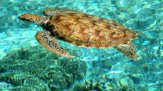 Cesta kolem světa 2015 - Bora Bora Cesta kolem světa 2015 - Bora Bora