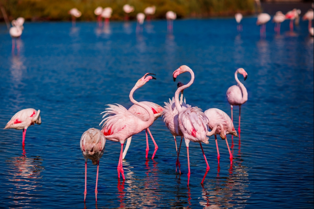 stejnojmenné jezero v národním parku Lake Nakuru 