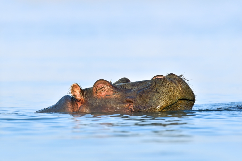 Naivasha jezero