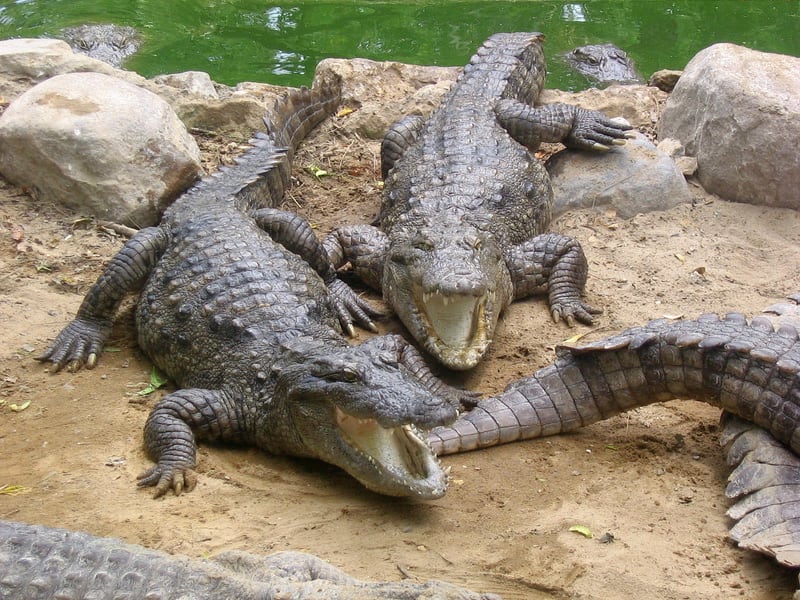 Krokodýlí farma Pattaya