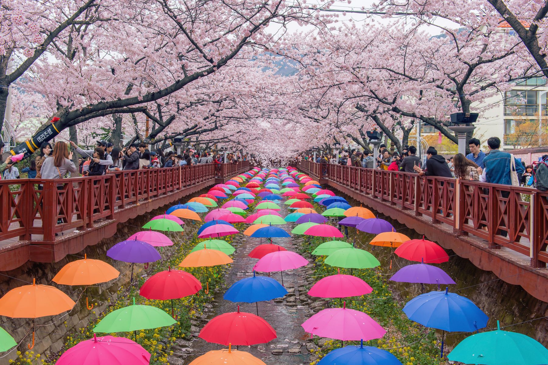 festival Jinhae Gunhangje