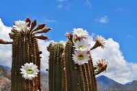 Kaktusy rodu Echinopsis v Argentině