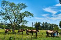 Pasoucí se koně gaucho poblíž polí u Buenos Aires