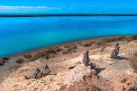 Skupina tučnáků na poloostrově Valdés v Argentině