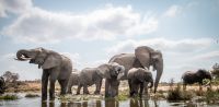 Stádo slonů hrající si u řeky