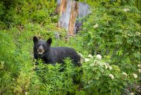Černý medvěd v NP Jasper v Kanadě