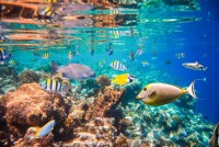 Pestrobarevný podmořský svět na Dhaalu atolu, Maledivy