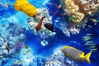 Podmořský svět na Maledivách