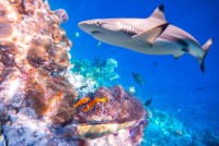 Žralok na Maledivách
