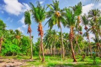 Kokosové palmy z ostrovů na atolu Jižní Malé, Maledivy