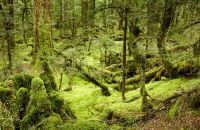 Starý prales na Novém Zélandu je tajuplným místem