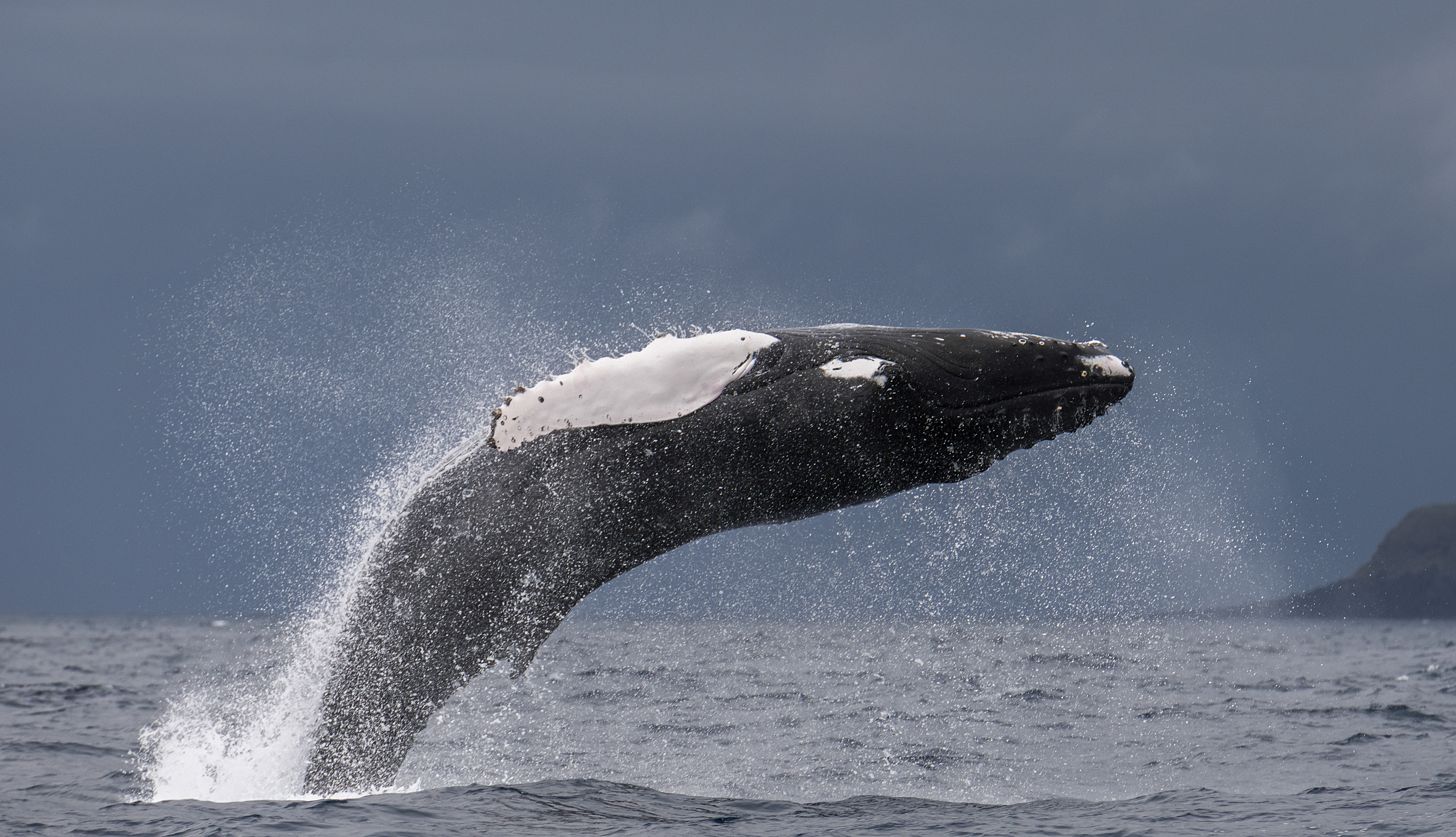 Ostrov Pico - Výlet za pozorováním velryb a delfínů na zodiaku