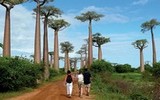 Na Madagaskaru se projdete ve stínu obrovitých baobabů