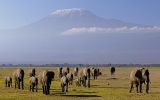 Na opravdové safari jedině do Keni