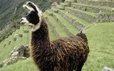Oblíbenou lamu naleznete především v Peru