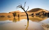 Unikátní poušť Sossusvlei: Tam, kde zkameněl písek a květiny žijí milióny let