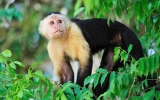 Stoletý průplav a deštný prales s opicemi přímo ve městě. Vítejte v Panamě