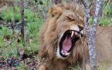 Velká pětka: Mezi nejnebezpečnější zvířata Afriky patří lev, ale i buvol. Proč?
