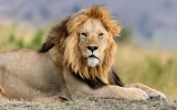 Vzrušení a krása mezi lvy: Jak vypadá safari v Jižní Africe?
