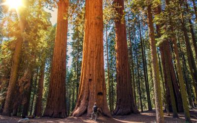 USA | Sequoia NP