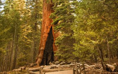USA | Sequoia NP