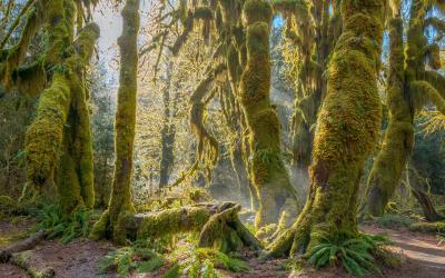 USA | Olympic NP