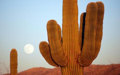 USA | Saguaro NP