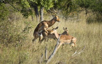 Safari... | Kruger NP