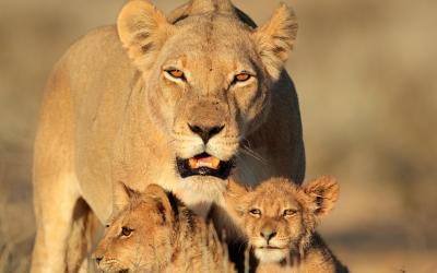 Kruger NP