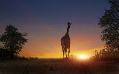 Safari... | Kruger NP