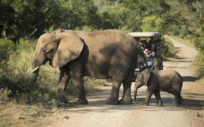 Na Safari v rezervaci Karongwe | Blyde River Canyon