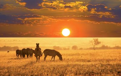 Botswana | Safari v Chobe NP