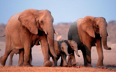 Namíbia | Etosha National Park