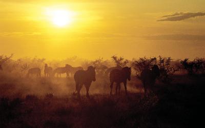 Namíbia | Etosha National Park