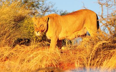 Namíbia | Etosha National Park