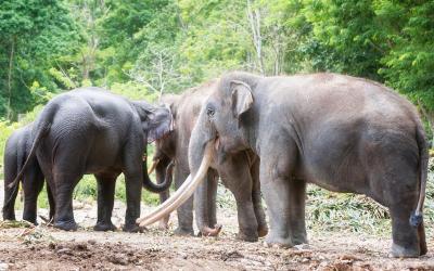 Thajsko | Khao Yai National Park