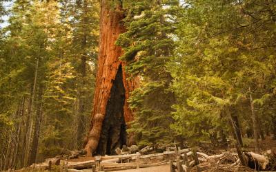 USA | Sequoia National Park