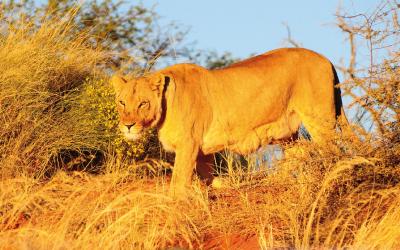 Namibie | Etosha National Park