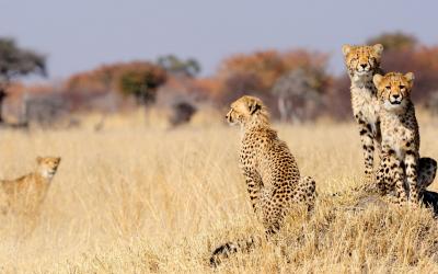 Hwange NP