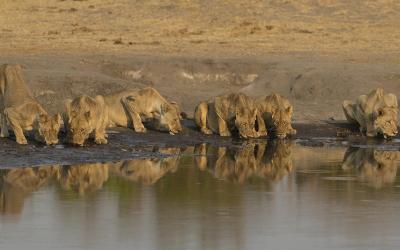 Hwange NP