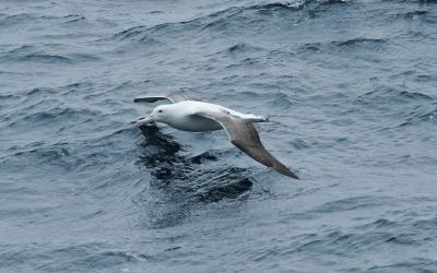 Albatros stěhovavý