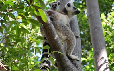 Lemur Kata | Madagaskar - Park Anja