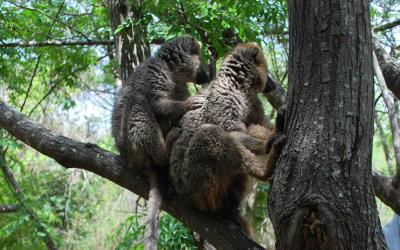 Lemur hnědý | Madagaskar - Národní park Isalo