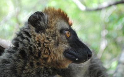 Lemur hnědý | Madagaskar - Národní park Isalo 2 