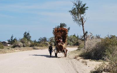 Madagaskar buvolí povoz | Madagaskar - Tuleár 2