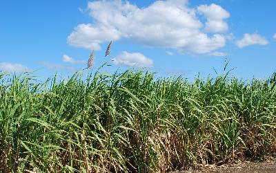 Mauritius | Sugar Cane